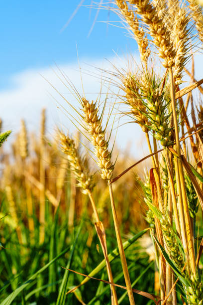 istock Gloden ripe sheat spear under blue sky 2178645760