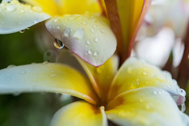 A close-up of raindrops resting on the delicate yellow and white petals of a plumeria flower, showcasing the natural beauty and freshness of the scene.
