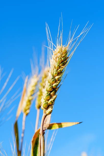 The photo was taken in summer, which shows the ripe wheat of a farm.