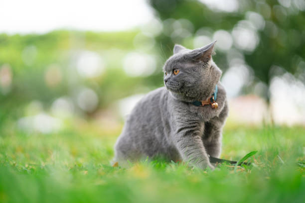Gray Blue colour British Shorthair cat sit on grass and looking at side against blur greenery nature background.