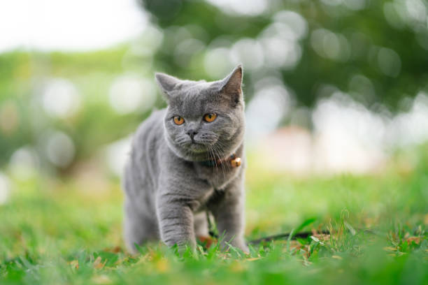 istock Gray Blue colour British Shorthair cat sit on grass and looking at side against blur greenery nature background. 2178652238