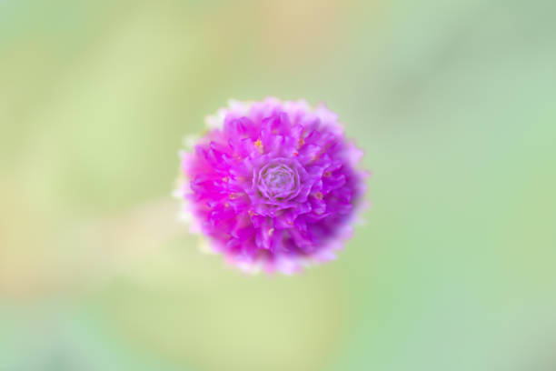 Macro Series : Close up of pink Globe Amaranth flowers. Pink Globe Amaranth Flowers with Natural Blurry Background. The field of pink globe amaranth flowers.