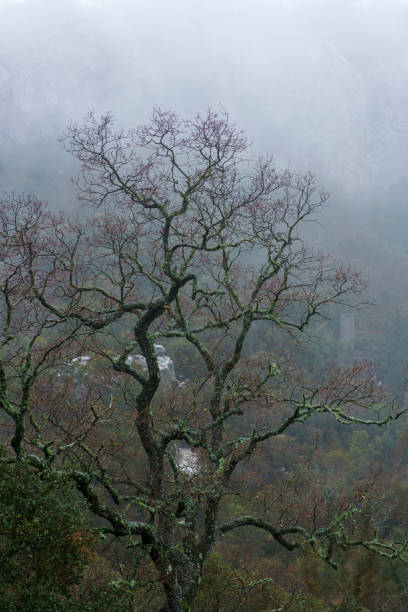 Misty forest in the morning