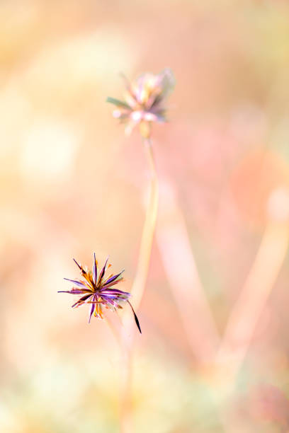 Macro Series : Dried cosmos flowers with blurred natural background. Close up of dried flowers. Black seeds of cosmos.