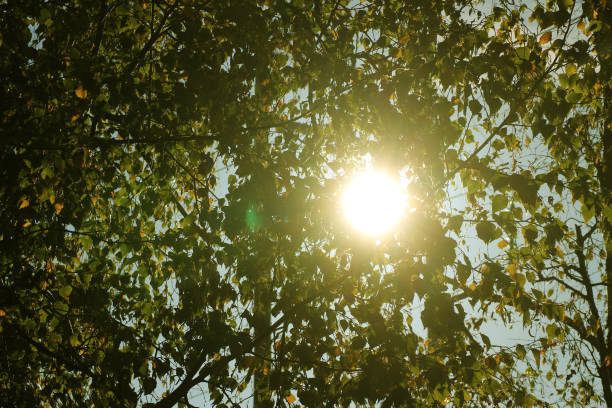Low angle view of sunlight filtering through treetops