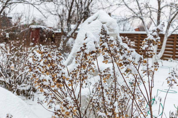 istock The withered inflorescences of a hydrangea are covered with snow. 2178656195