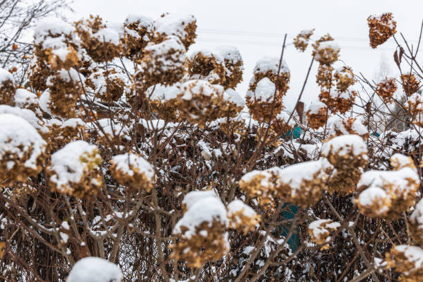 istock The withered inflorescences of a hydrangea are covered with snow. 2178656548