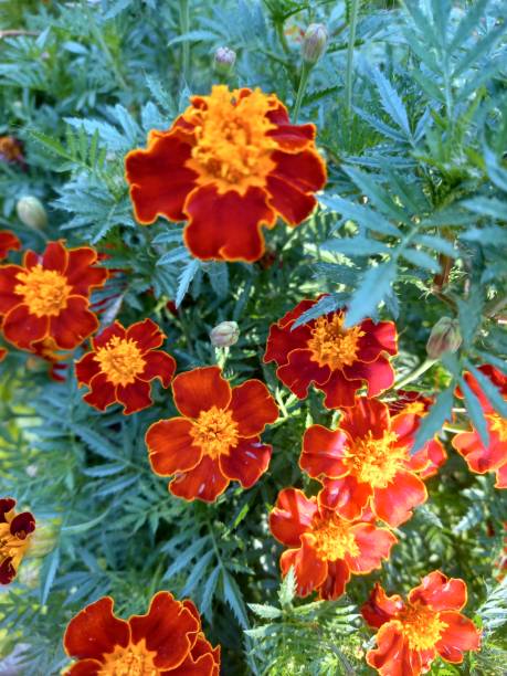istock close up of Marigolds growing in the garden on vertical layout 2178656559