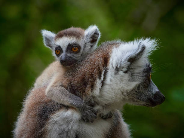 Close-up monkey lemur catta with baby.  Endemic animal from the island Madagascar. Detail face monkey.
