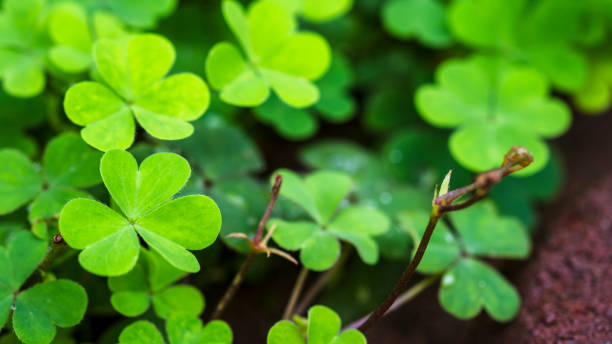 istock Clover Leaves for Green background with three-leaved shamrocks. st patrick's day background, holiday symbol, Earth Day 2178656761