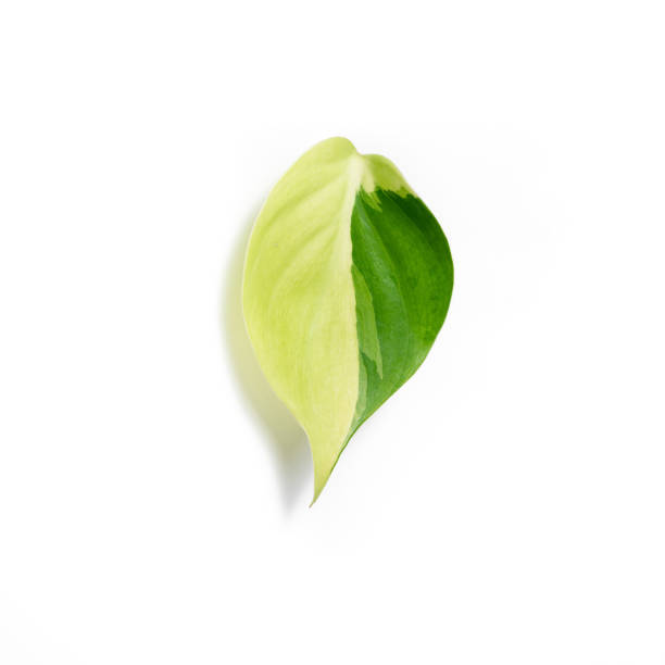 Philodendron Brasil leaf close-up against isolated white backdrop. Ideal for use in nature-focused content, plant care visuals, and eco-friendly lifestyle imagery.