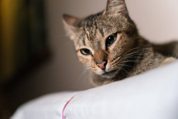 Close-up of a tabby cat looking down.
