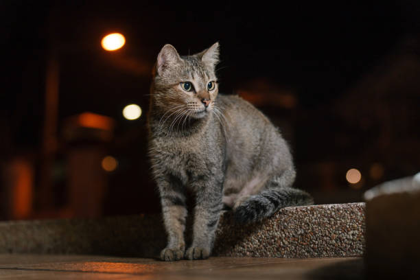 istock Tabby cat sitting gracefully, attentively observing to the right. 2178657966