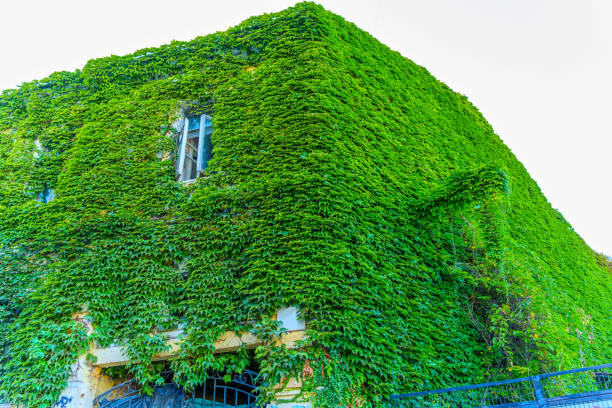 istock Ivy-Covered Corner of Vintage Building Under Clear Sky 2178658076