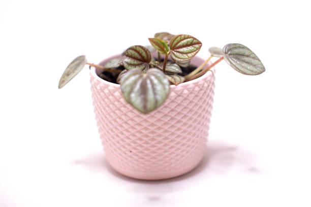istock Peperomia albovittata 'Little Band' 2178658250