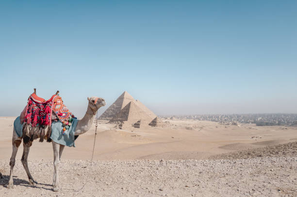 istock camel in front of the pyramids of cairo in egypt 2178658744