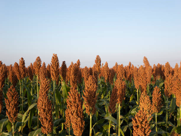 istock Mature sorghum in the field 2178659295