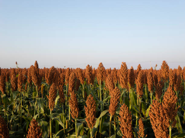 istock Mature sorghum in the field 2178659300