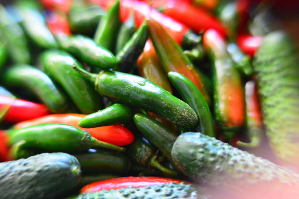 Fresh organic Vegetable Harvest for making pickle