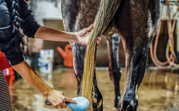 istock Combing the horse tail. Pets and animals concept 2178660601