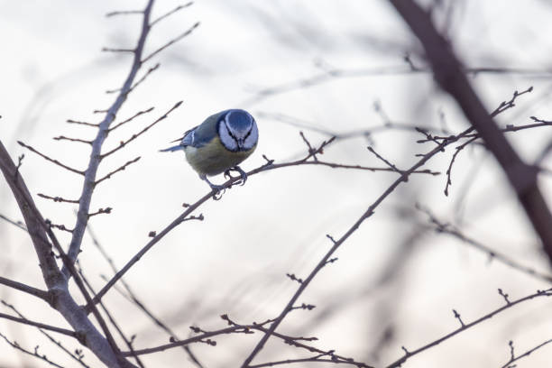 Blue Tit  (Cyanistes caeruleus) perched on a twig