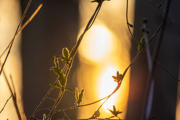 The gentle sunlight softly filtering through vibrant green leaves and branches creates a truly serene atmosphere