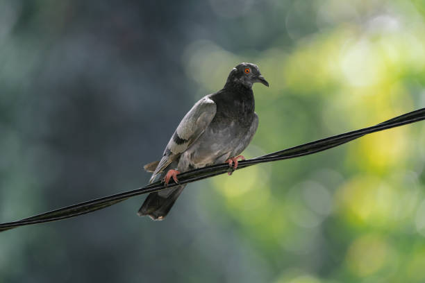 Close up of a Rock Pigeon perched on a wire with a blurred background.