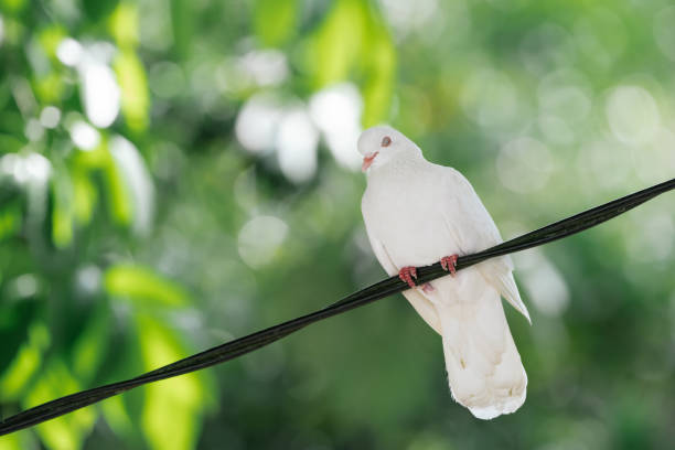 Close-up of a White Dove perched on a wire with its eyes closed.