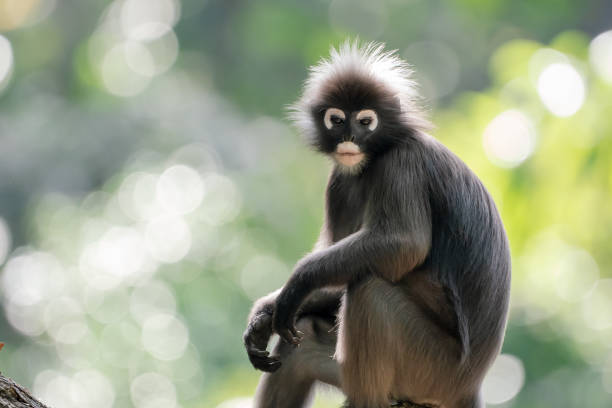 istock Dusky leaf monkey (Trachypithecus obscurus) sitting and staring at the camera with a bokeh background. 2178662270