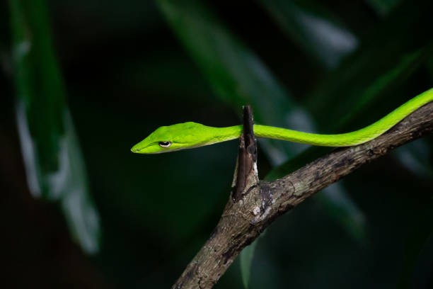 Green vine snake (Ahaetulla nasuta) moving along a tree branch.