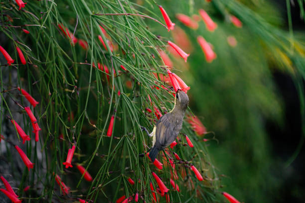 Ornate sunbird (Cinnyris ornatus) feeding on the nectar of a flower.