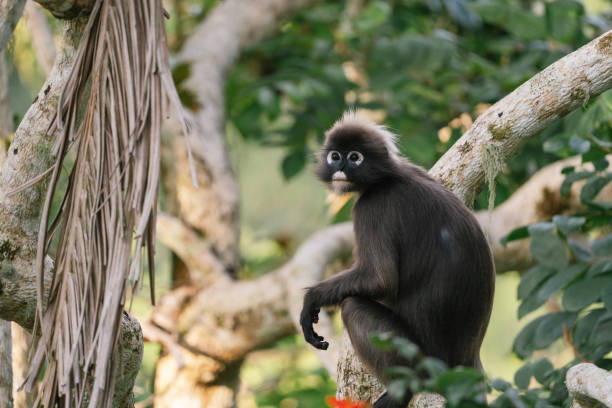 istock Dusky leaf monkey (Trachypithecus obscurus) sitting on tree branch and looking to the left against a trees background. 2178662979