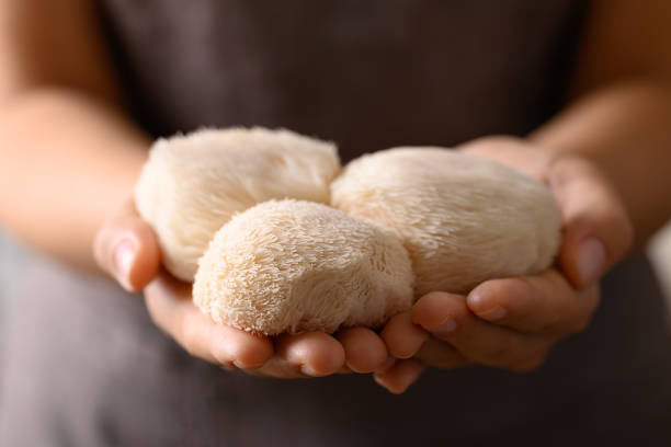 istock Lion's Mane mushroom or Yamabushitake mushroom with hand 2178663178