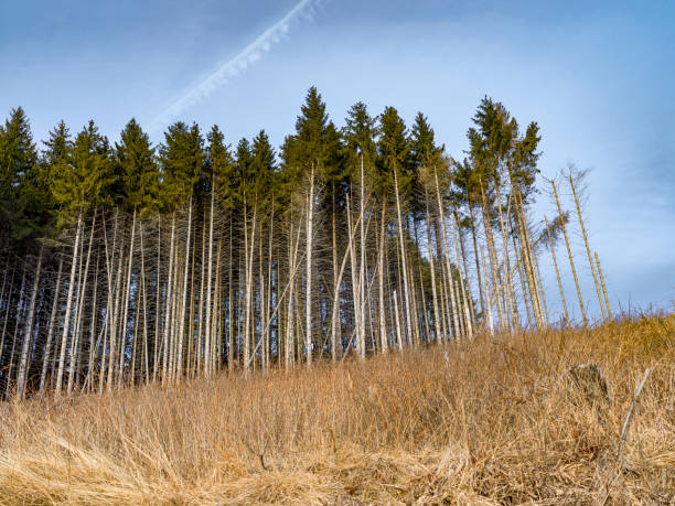 Mountain landscape with hill where the forest begins, in Asiago in Italy