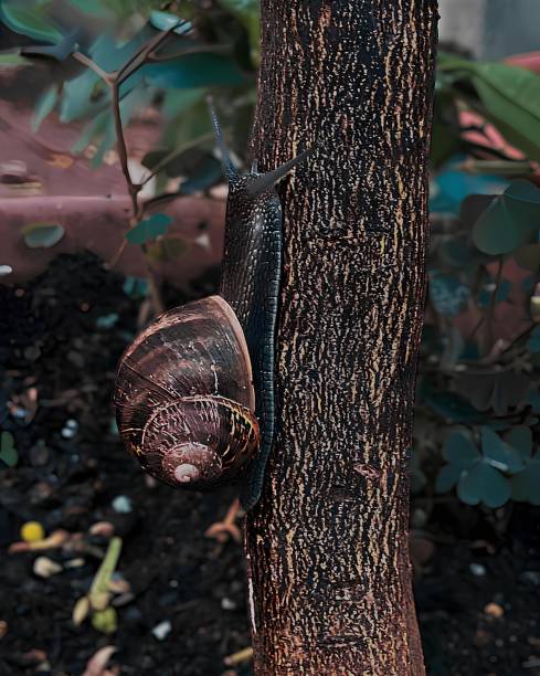 A close-up of a snail slowly climbing a tree trunk in a lush garden. The detailed texture of the snail's shell and the bark creates a rich and organic composition. This image captures the simple beauty of nature's creatures in their natural environment, emphasizing patience, perseverance, and the slow pace of life in the natural world.