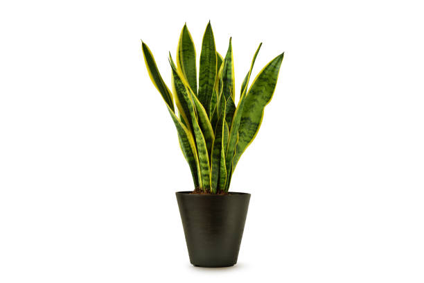 istock Snake plant (Sansevieria) in grey pot on white background 2178665743