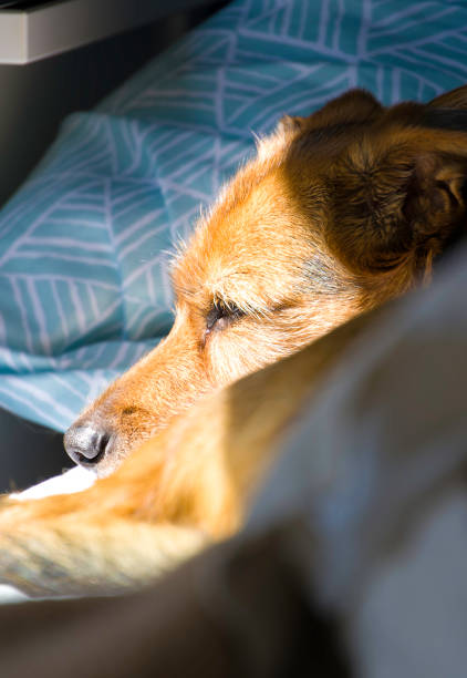 istock A dog is laying on a bed with a pillow, taking a sunbath 2178666048