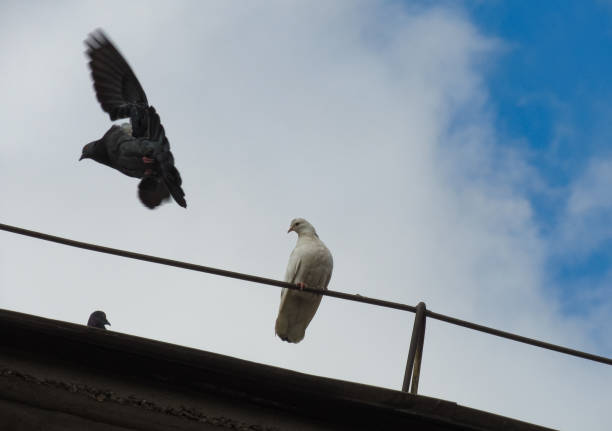 istock pigeons on rooftop, black and white pigeons 2178666937