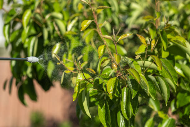 istock Spraying pear trees with protective solution in a sunny garden to promote healthy growth and reduce pests 2178666961