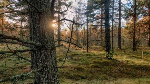 istock Evening landscape in autumn forest. Setting sun shines from behind moss-covered pine tree trunk. Tree foliage is yellow. 2178669040