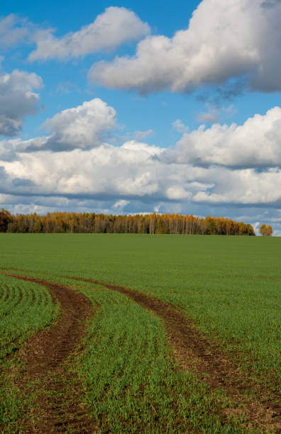 istock Green agriculture field 2178670434