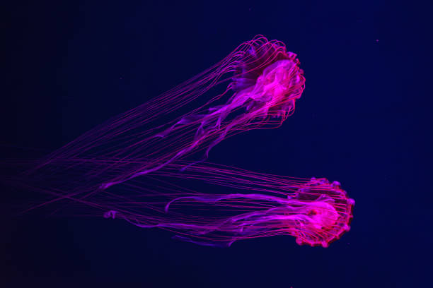 istock Two fluorescent jellyfish swimming underwater aquarium pool with red neon light. 2178673394