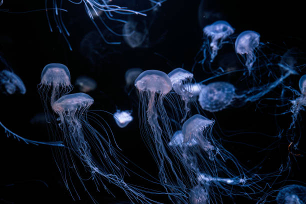 istock Group of Atlantic sea nettle jellyfish floating in illuminated aquarium with neon light 2178673398