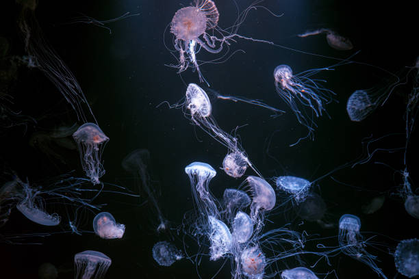 istock Group of Atlantic sea nettle jellyfish floating in illuminated aquarium with neon light 2178673402