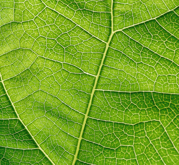 istock green leaf close up with veins 2178674962