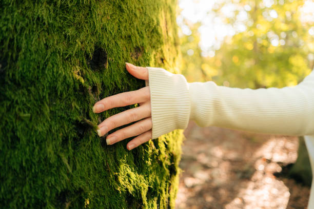 istock Hand of woman touching moss covered tree in forest 2178676067