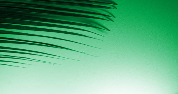 istock Tropical natural coconut leaves and shadow. 2178676204