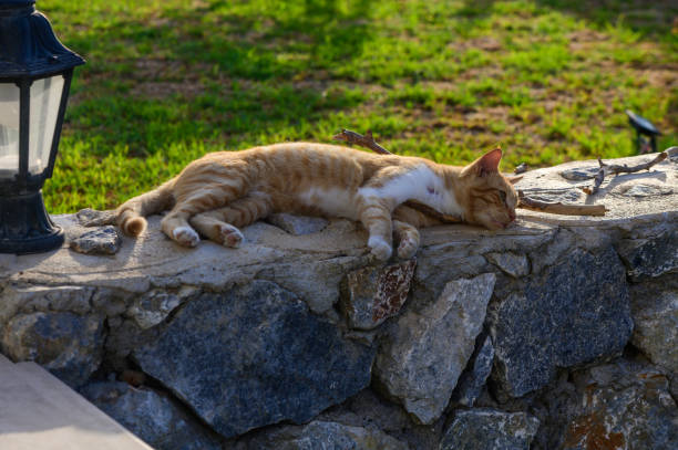 Image of a cat taking a nap