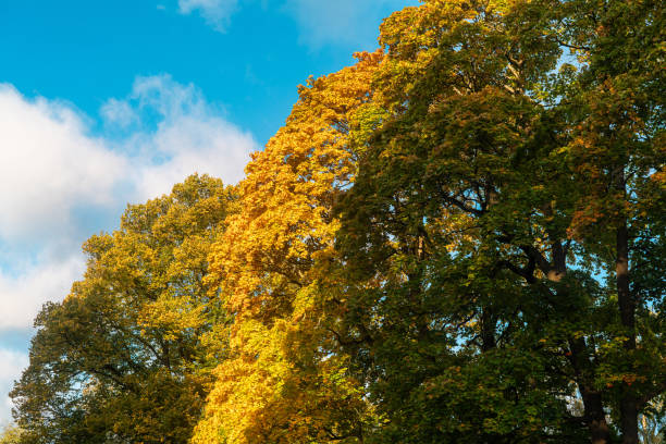 Low angle view of trees with orange and green leaves against blue cloudy sky during autumn in park on sunny day. Sunlight filters through the branches, creating a warm and inviting atmosphere.