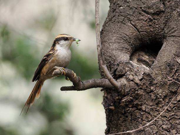 istock A Thorn-tailed Rayadito at the nest-hole 2178676942